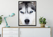 Husky auf Leinwandbild gerahmt verschiedene Größen im Wohnzimmer