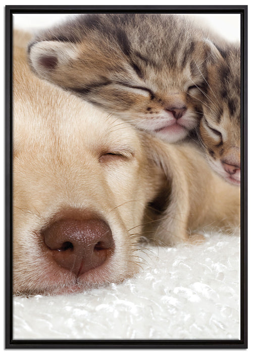 Kätzchen und Hund schmusend auf Leinwandbild gerahmt Größe 100x70