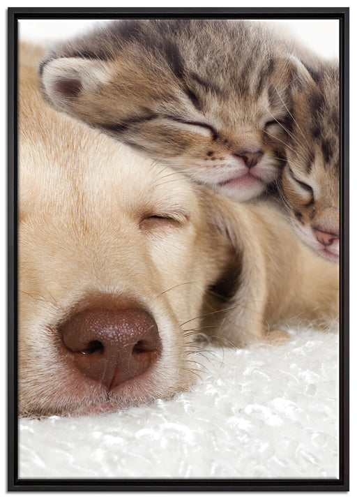 Kätzchen und Hund schmusend auf Leinwandbild gerahmt Größe 100x70