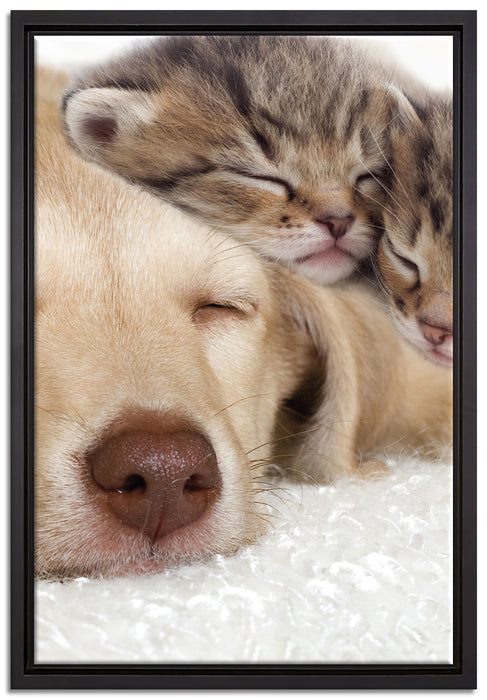 Kätzchen und Hund schmusend auf Leinwandbild gerahmt Größe 60x40