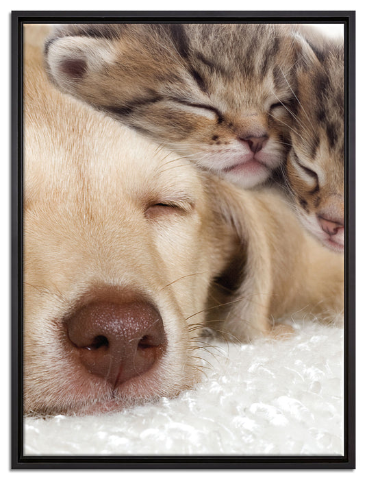 Kätzchen und Hund schmusend auf Leinwandbild gerahmt Größe 80x60