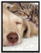 Kätzchen und Hund schmusend auf Leinwandbild gerahmt Größe 80x60