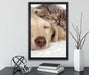 Kätzchen und Hund schmusend auf Leinwandbild gerahmt mit Kirschblüten