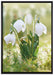 Schneeglöckchen auf Leinwandbild gerahmt Größe 100x70