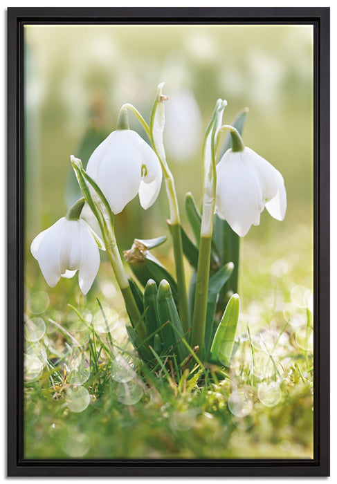 Schneeglöckchen auf Leinwandbild gerahmt Größe 60x40