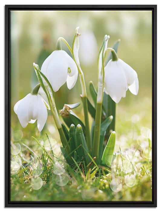 Schneeglöckchen auf Leinwandbild gerahmt Größe 80x60