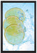 Zitrone fällt ins Wasser auf Leinwandbild gerahmt Größe 60x40