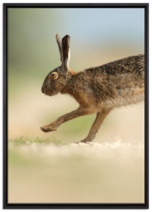 Hüpfender Hase auf Leinwandbild gerahmt Größe 100x70
