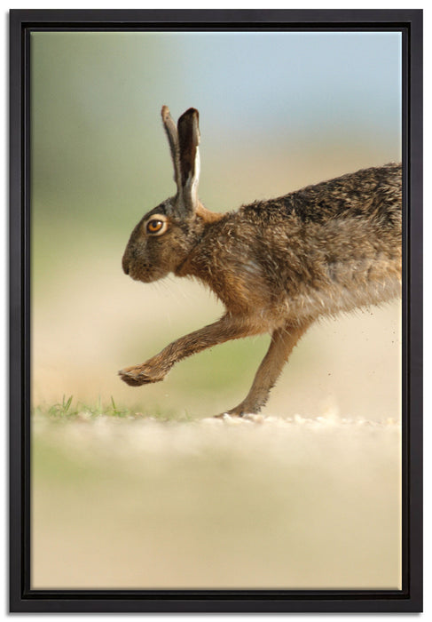 Hüpfender Hase auf Leinwandbild gerahmt Größe 60x40