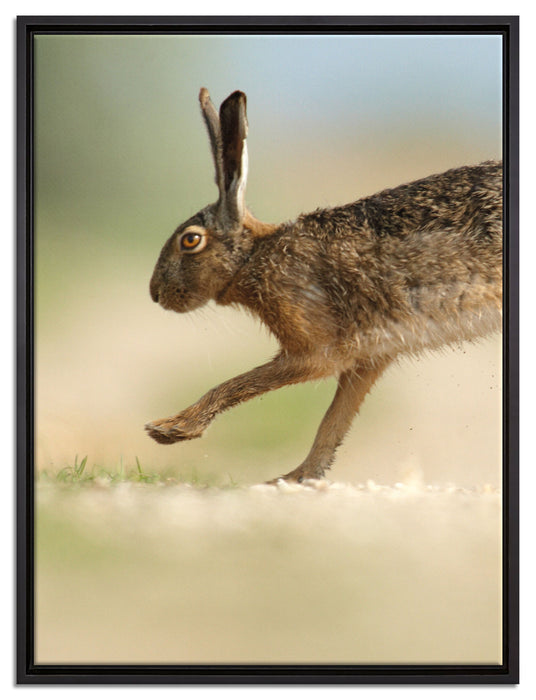 Hüpfender Hase auf Leinwandbild gerahmt Größe 80x60