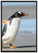 Pinguin am Strand auf Leinwandbild gerahmt Größe 100x70