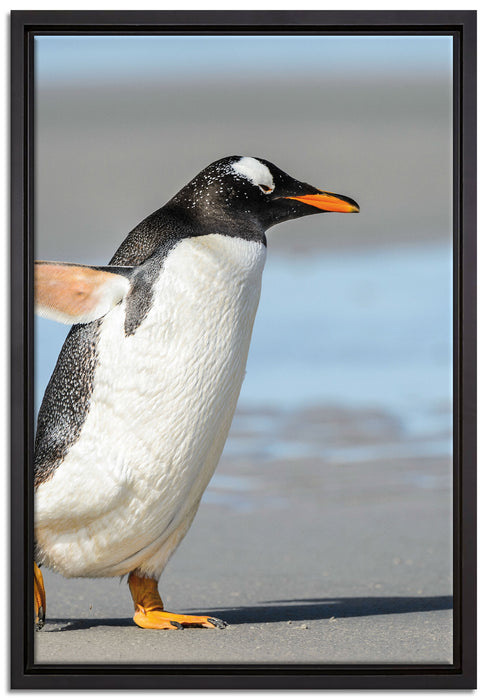 Pinguin am Strand auf Leinwandbild gerahmt Größe 60x40