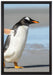 Pinguin am Strand auf Leinwandbild gerahmt Größe 60x40