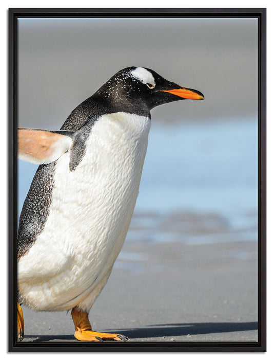Pinguin am Strand auf Leinwandbild gerahmt Größe 80x60