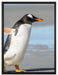 Pinguin am Strand auf Leinwandbild gerahmt Größe 80x60