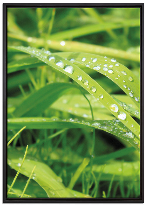 Grashalme auf Leinwandbild gerahmt Größe 100x70