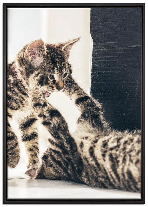 Fighting Cats auf Leinwandbild gerahmt Größe 100x70