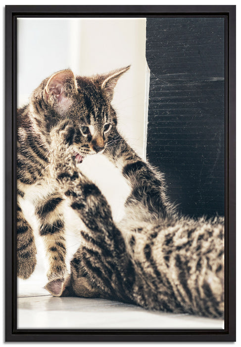 Fighting Cats auf Leinwandbild gerahmt Größe 60x40