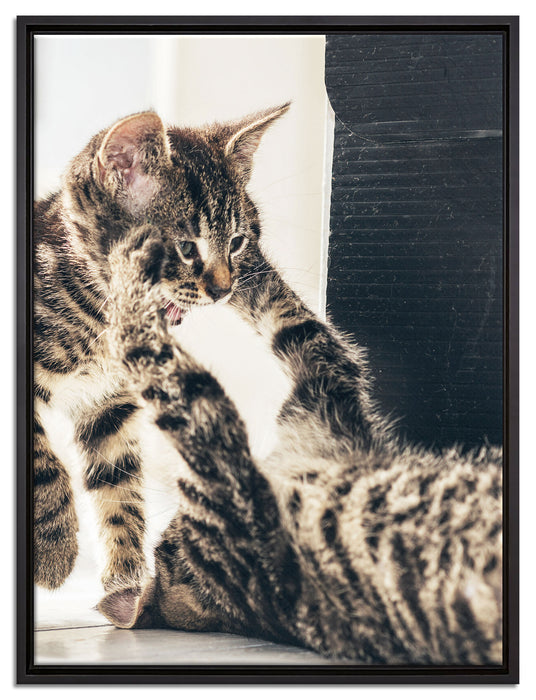 Fighting Cats auf Leinwandbild gerahmt Größe 80x60