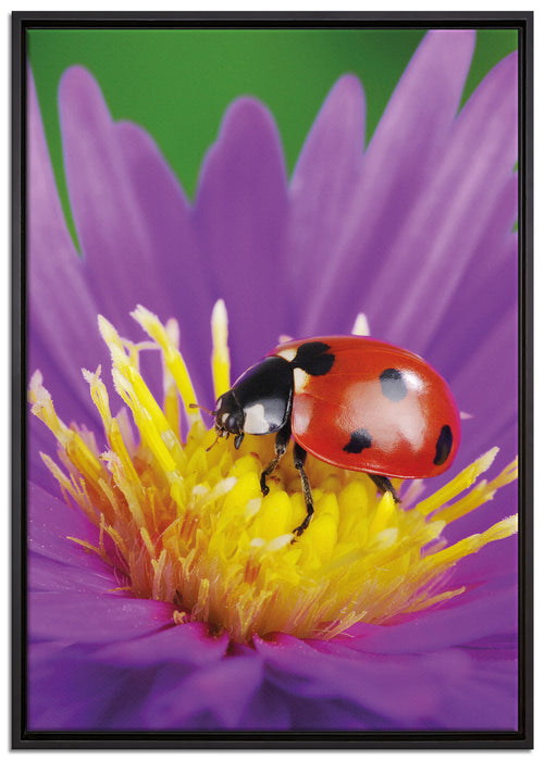 Marienkäfer auf Blume auf Leinwandbild gerahmt Größe 100x70