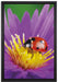 Marienkäfer auf Blume auf Leinwandbild gerahmt Größe 60x40
