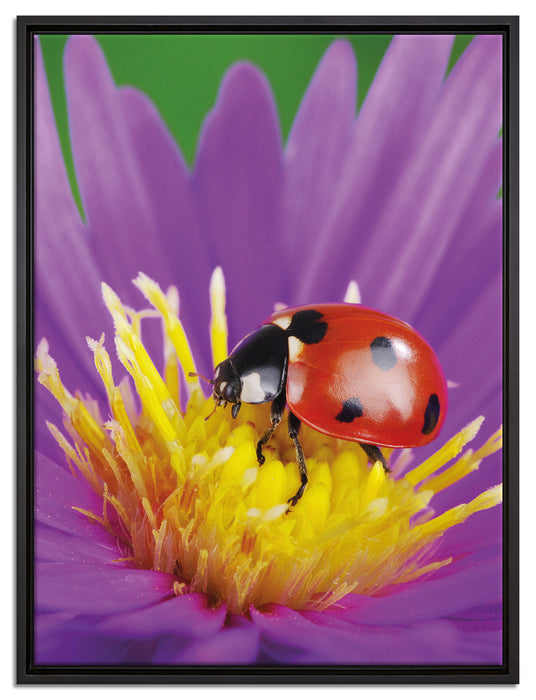 Marienkäfer auf Blume auf Leinwandbild gerahmt Größe 80x60