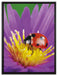 Marienkäfer auf Blume auf Leinwandbild gerahmt Größe 80x60