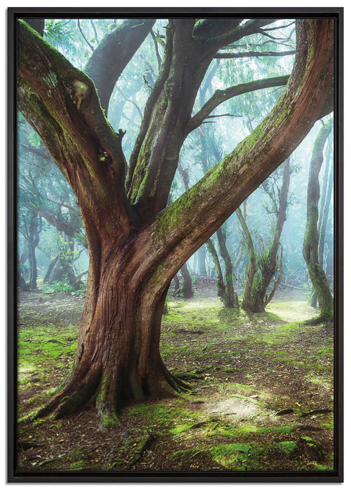 Wald auf Leinwandbild gerahmt Größe 100x70