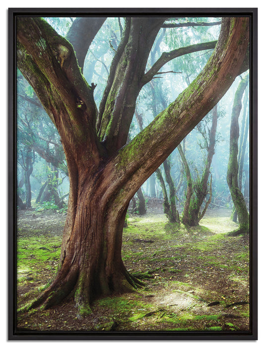 Wald auf Leinwandbild gerahmt Größe 80x60