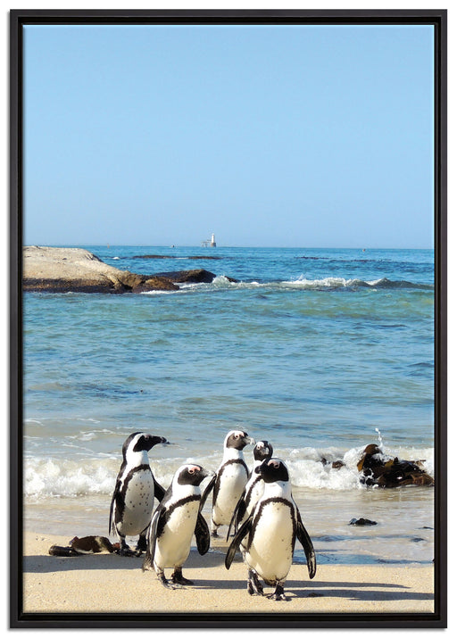 Pinguine am Strand auf Leinwandbild gerahmt Größe 100x70
