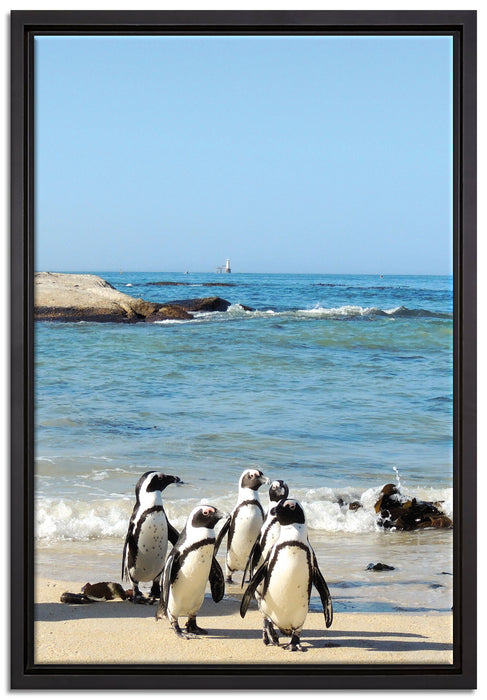 Pinguine am Strand auf Leinwandbild gerahmt Größe 60x40