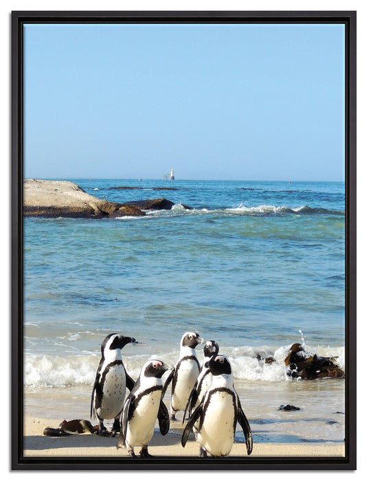 Pinguine am Strand auf Leinwandbild gerahmt Größe 80x60