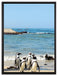Pinguine am Strand auf Leinwandbild gerahmt Größe 80x60