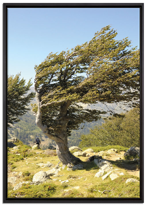 Schiefer Baum auf Leinwandbild gerahmt Größe 100x70