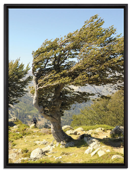 Schiefer Baum auf Leinwandbild gerahmt Größe 80x60
