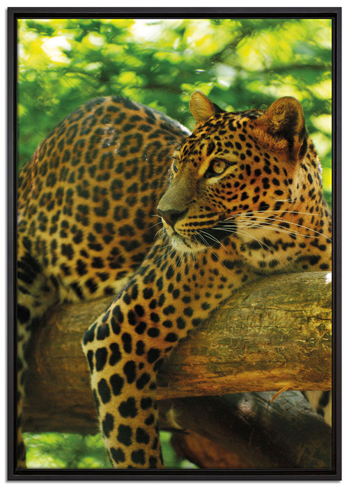 Leopard auf Ast auf Leinwandbild gerahmt Größe 100x70
