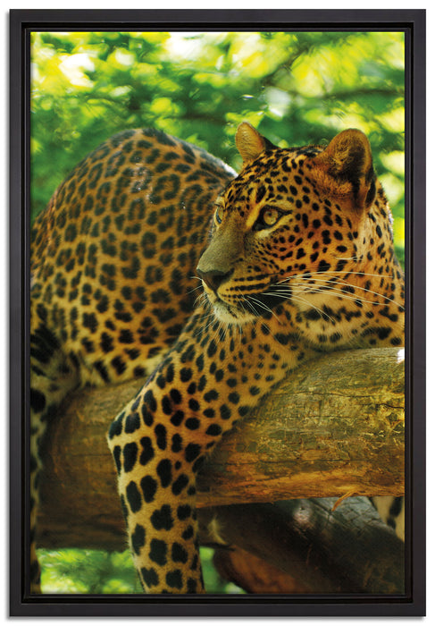 Leopard auf Ast auf Leinwandbild gerahmt Größe 60x40