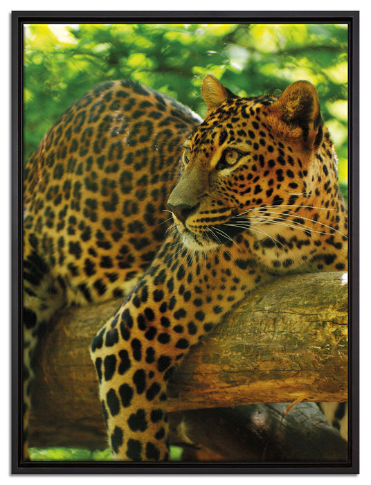 Leopard auf Ast auf Leinwandbild gerahmt Größe 80x60
