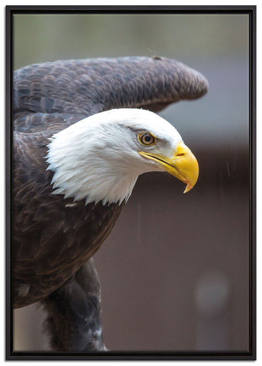 Adler auf Leinwandbild gerahmt Größe 100x70