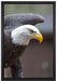 Adler auf Leinwandbild gerahmt Größe 60x40