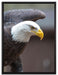 Adler auf Leinwandbild gerahmt Größe 80x60
