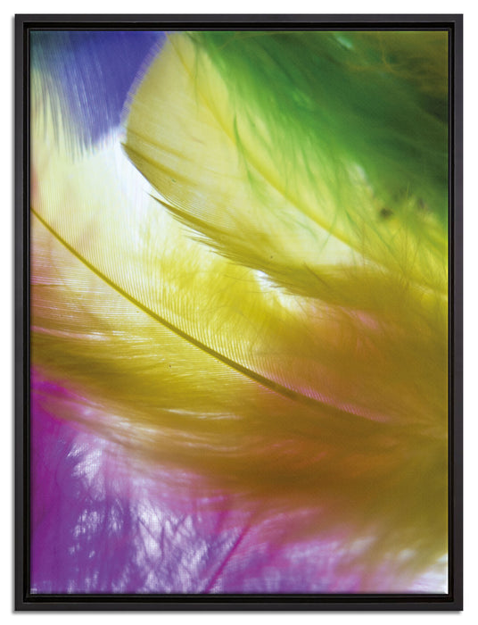 Bunte Federn auf Leinwandbild gerahmt Größe 80x60