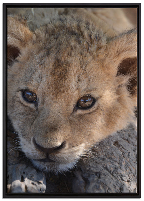 Süßes Tigerbaby auf Leinwandbild gerahmt Größe 100x70