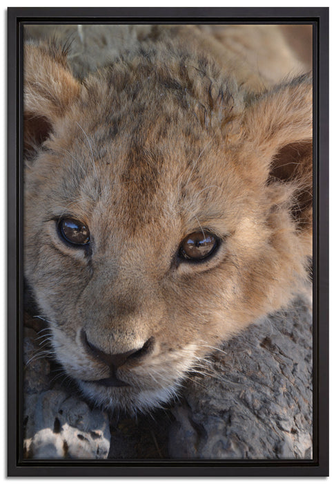 Süßes Tigerbaby auf Leinwandbild gerahmt Größe 60x40