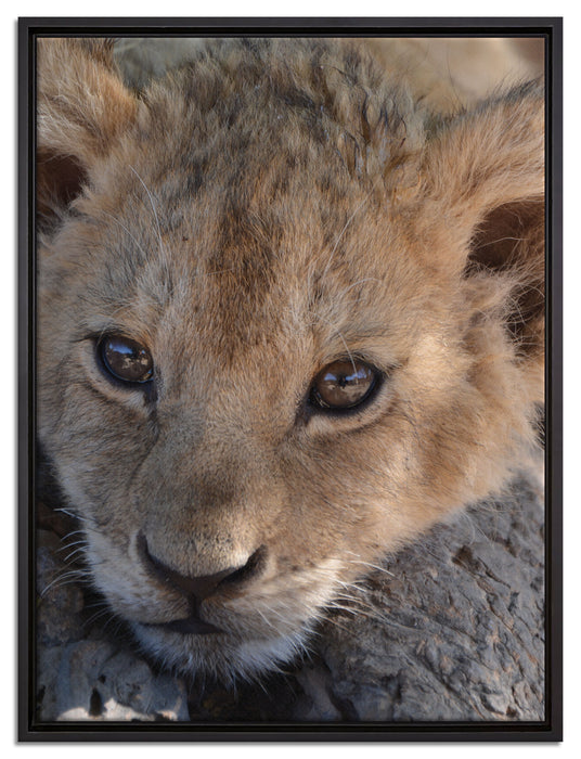 Süßes Tigerbaby auf Leinwandbild gerahmt Größe 80x60
