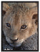 Süßes Tigerbaby auf Leinwandbild gerahmt Größe 80x60