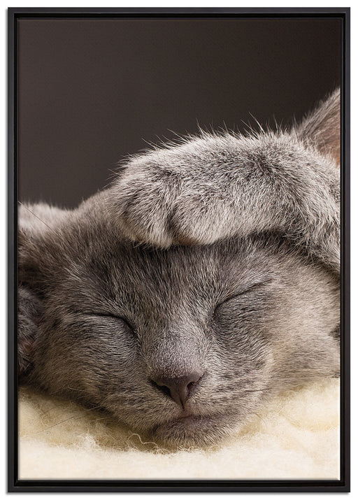 Süßes Kätzchen auf Leinwandbild gerahmt Größe 100x70