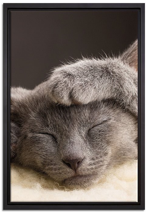 Süßes Kätzchen auf Leinwandbild gerahmt Größe 60x40