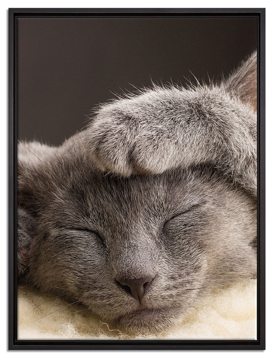 Süßes Kätzchen auf Leinwandbild gerahmt Größe 80x60