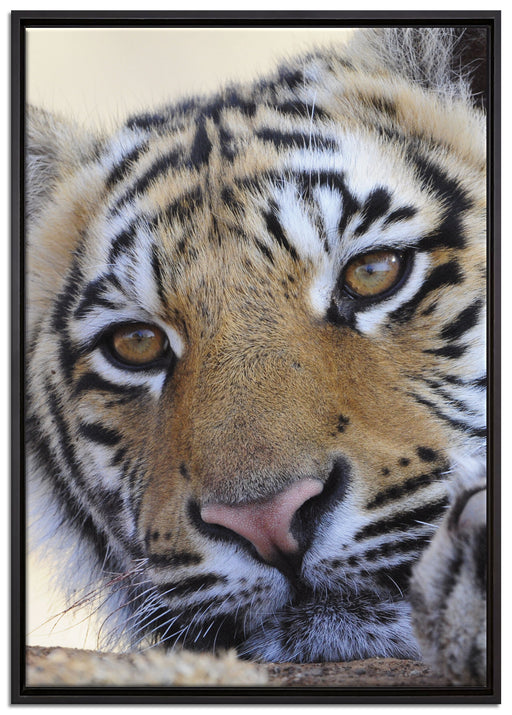 Tiger auf Leinwandbild gerahmt Größe 100x70